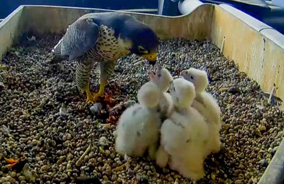 mamma falco imbocca i piccoli