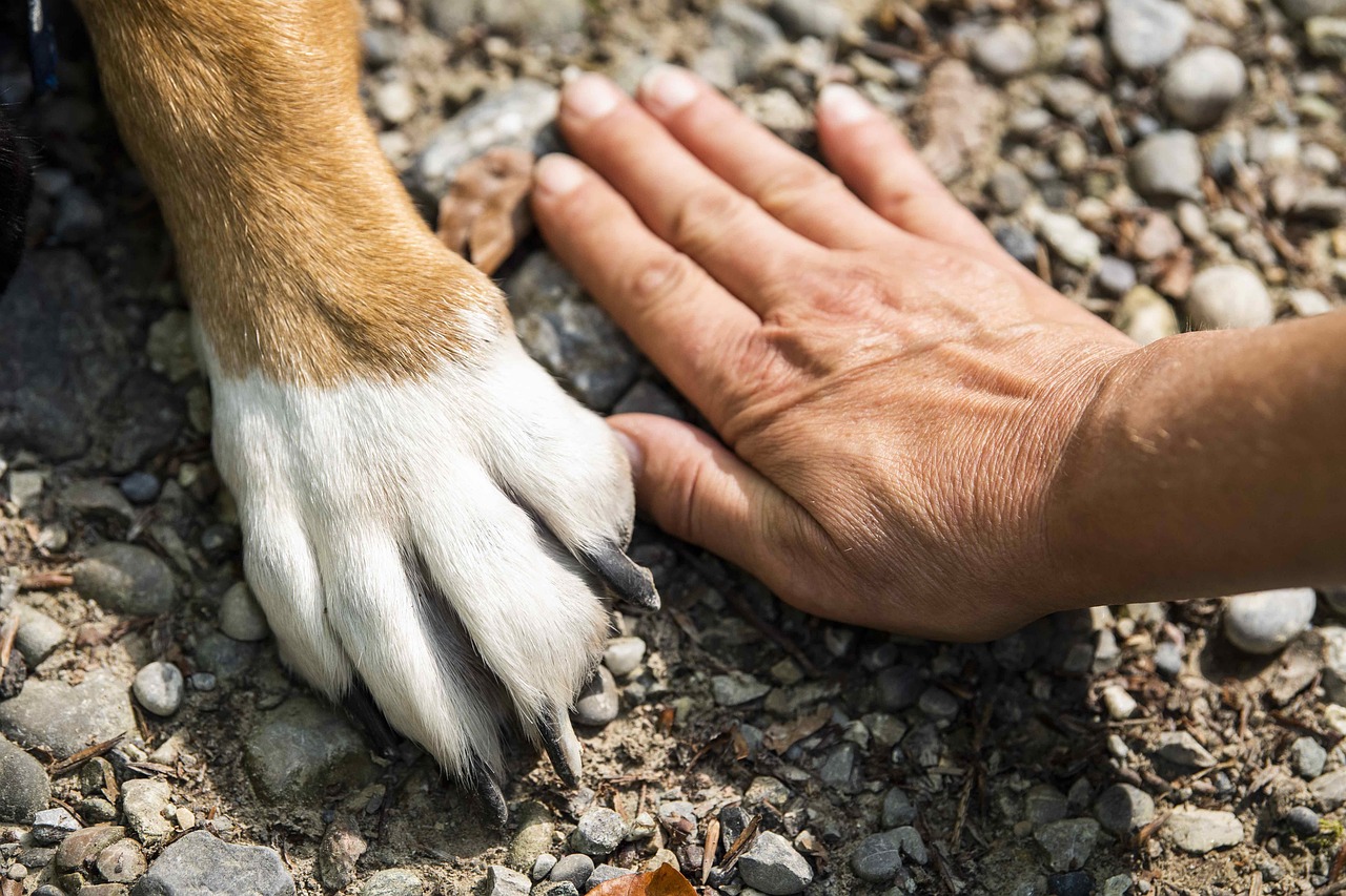 tutela animali d’affezione e diritti delle persone anziane