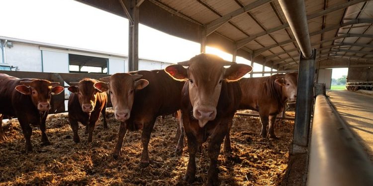 settore zootecnico inquinamento ambientale